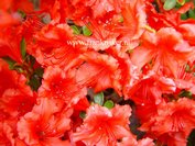 Rhododendron 'Hot Shot' (Azalea)