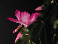 Schlumbergera