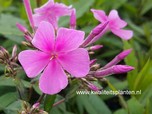 Phlox amplifolia 'Christine'