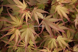 Acer palmatum 'Kuro-hime'