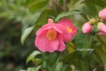 Camellia 'Vi-no-sato'