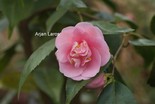 Camellia 'Minato-no-hana'