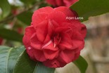Camellia japonica 'Fleur Dipater'