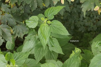 Urtica
