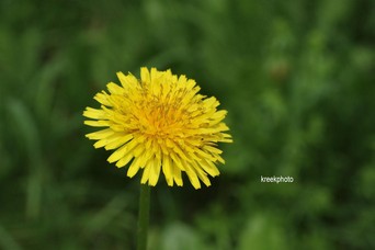 Taraxacum