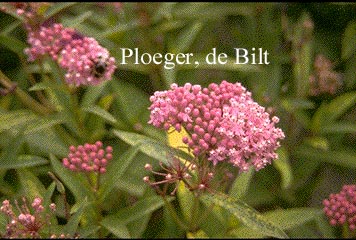 Asclepias