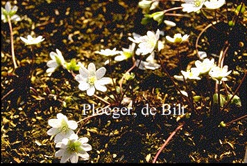 Hepatica