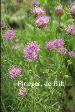 Jasione