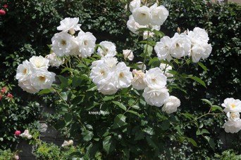 Rosa 'Schneewittchen' (KORBIN)