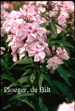 Phlox paniculata 'Elizabeth Arden'