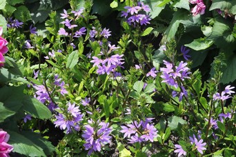 Scaevola