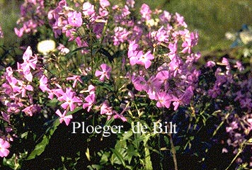 Phlox carolina 'Bill Baker'