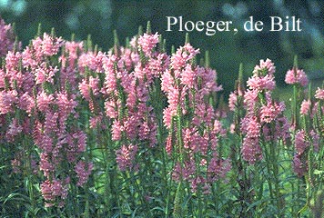 Physostegia