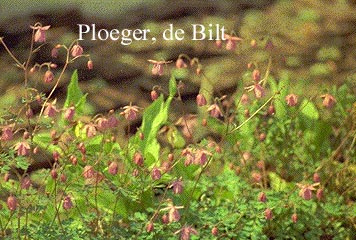 Semiaquilegia