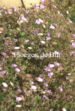 Symphyandra
