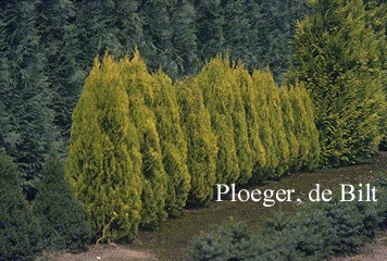 Platycladus