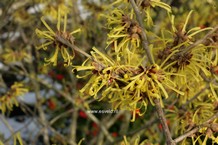 Hamamelis