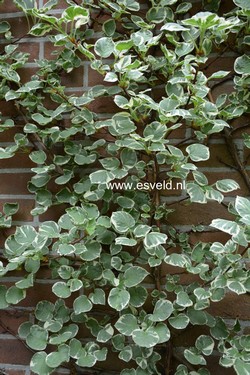 Hydrangea anomala 'Silver Lining'