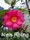 Camellia hiemalis 'Kanjiro'
