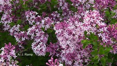 Syringa 'Red Pixie'