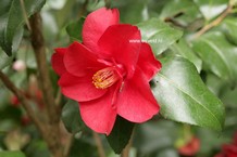 Camellia japonica 'Fred Sander'