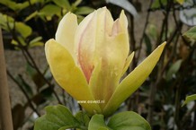 Magnolia 'Sunsation'