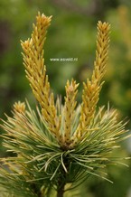 Pinus parviflora 'Goldilocks'