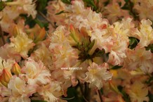 Rhododendron 'Fenelon' (Azalea)