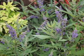 Vitex agnus-castus 'PIIVAC-I' (FIRST EDITIONS DELTA BLUES)