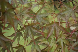 Acer palmatum 'Red Spray'