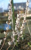 Abeliophyllum