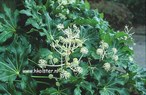 Fatsia