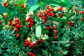 Ruscus