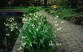 Leucojum