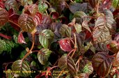 Hydrangea anomala 'Winter Surprise'