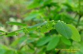 Phyllanthus