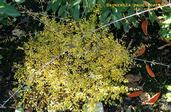 Sageretia