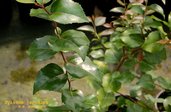 Xylosma