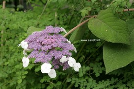 Hydrangea aspera 'Bellevue'