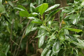Pitavia