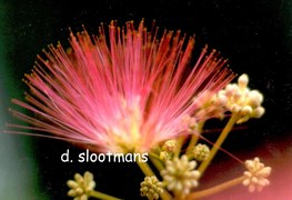 Albizia julibrissin 'Boubri' (OMBRELLA)