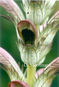 Acanthus