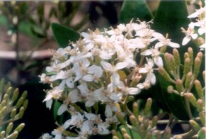 Olearia oleifolia 'Waikariensis'