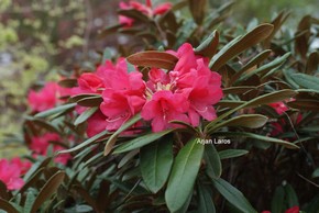 Rhododendron 'Parsifal'