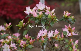 Rhododendron 'Nani-wagata' (Azalea)
