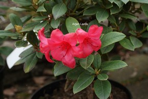 Rhododendron 'Better Half'