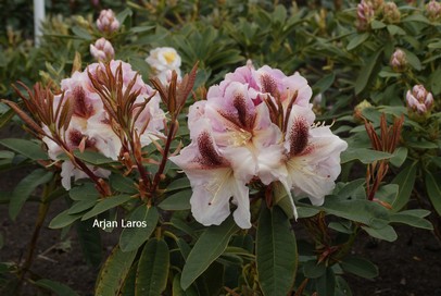 Rhododendron 'Extraordinaire'