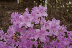 Rhododendron yedoense poukhanense