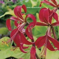 Sprekelia