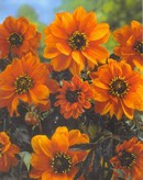 Dahlia